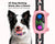 Dog Training Collar