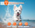 Dog Training Collar rechargeable
