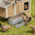 Chicken Feeder, Automatic Chicken Feeder