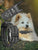 Dog Training Collar, collar for dog