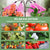 LED Grow Light with Timer For Plants