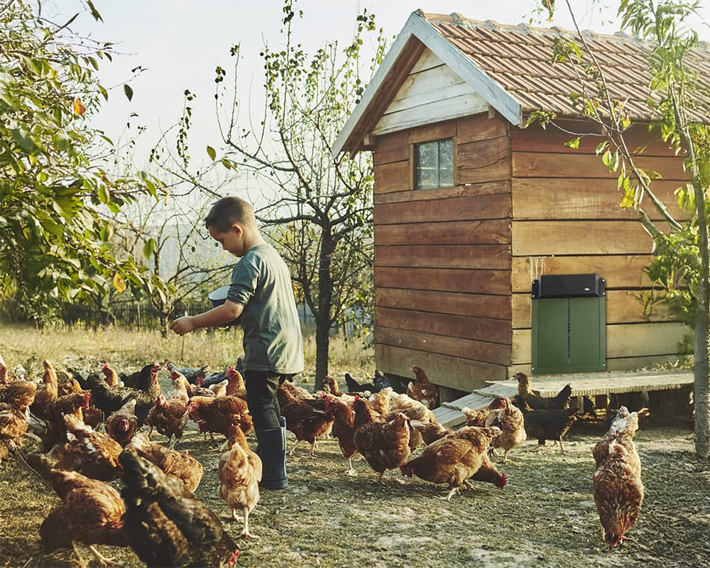 Automatic Chicken Coop Door Chicken Door Opener