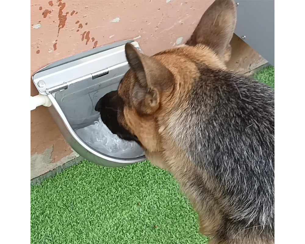 Auto Fill Water Trough Bowl