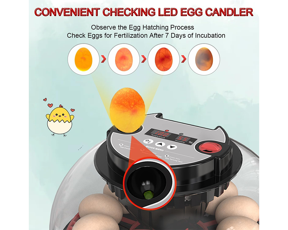 Egg Incubator Auto Turner 12 Eggs Egg Incubator with Candler & Display