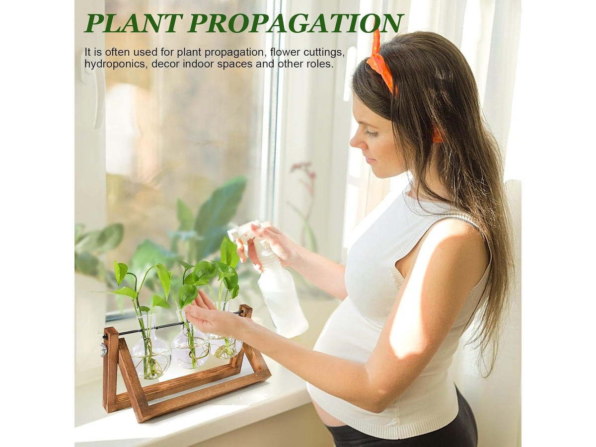 Plant Terrarium