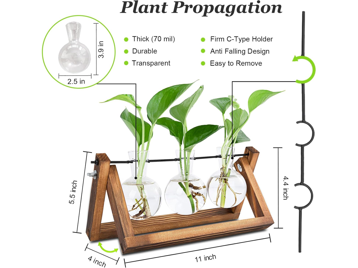 Plant Terrarium
