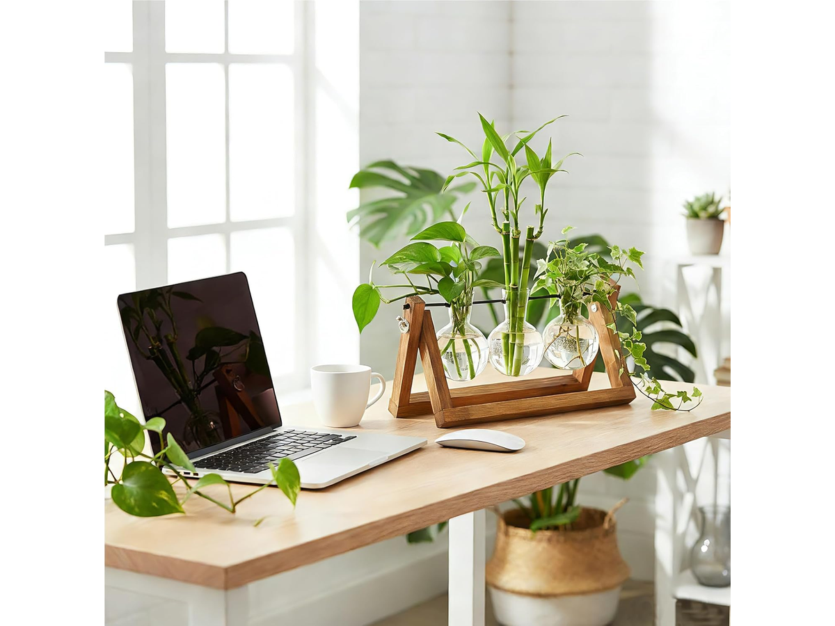 Plant Terrarium