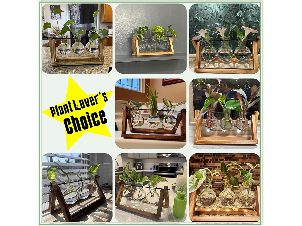 Plant Terrarium