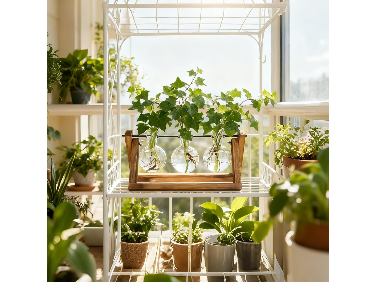 Plant Terrarium