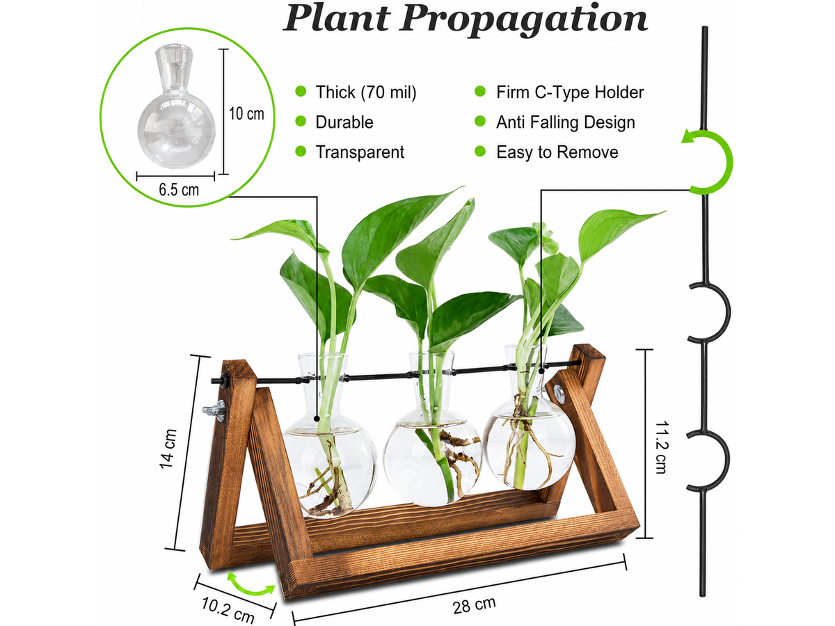Plant Terrarium