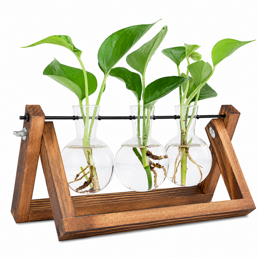 Plant Terrarium