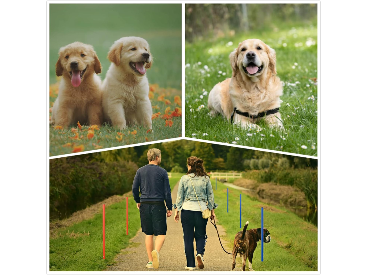 Dog Agility Training Equipment Set Backyard Obstacle Course with Tunnel