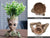 Groot Planter tree